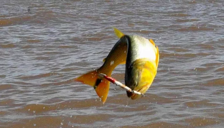 Prohíben la pesca de dorados y surubíes en Corrientes