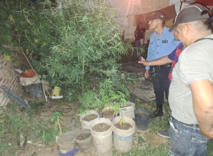 Descubren Cultivo de Marihuana en el Patio de una Anciana en Juan José Castelli