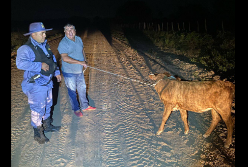 Policía Rural frustró abigeato y recuperó un ternero robado en Colonia Elisa
