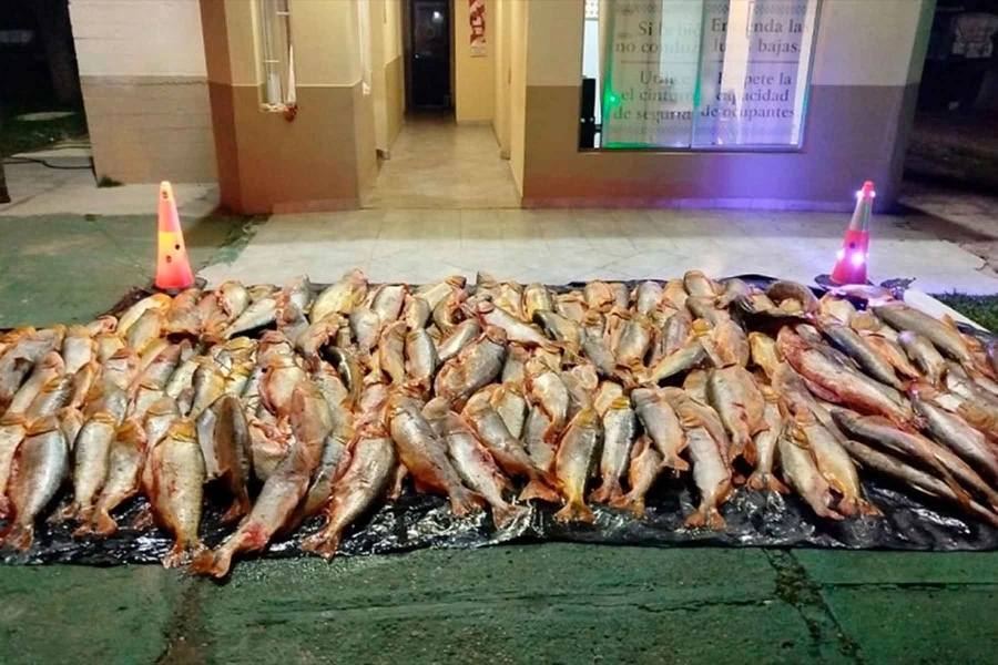 Decomisan una tonelada de dorados ilegales en ruta hacia Tucumán