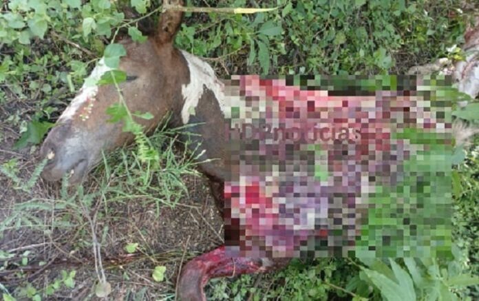 Policiales | Cuatreros faenaron un caballo en Villa Ángela