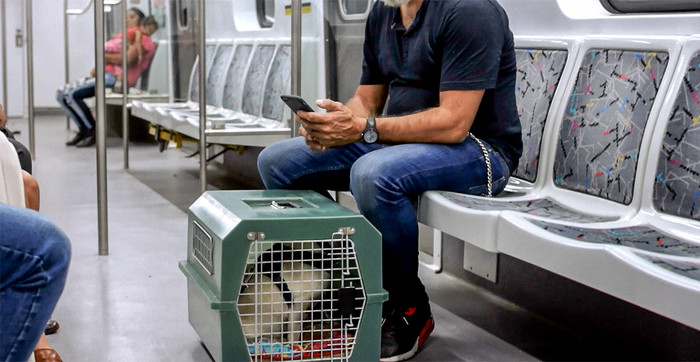 Nacionales | Autorizan mascotas en trenes y micros de larga distancia