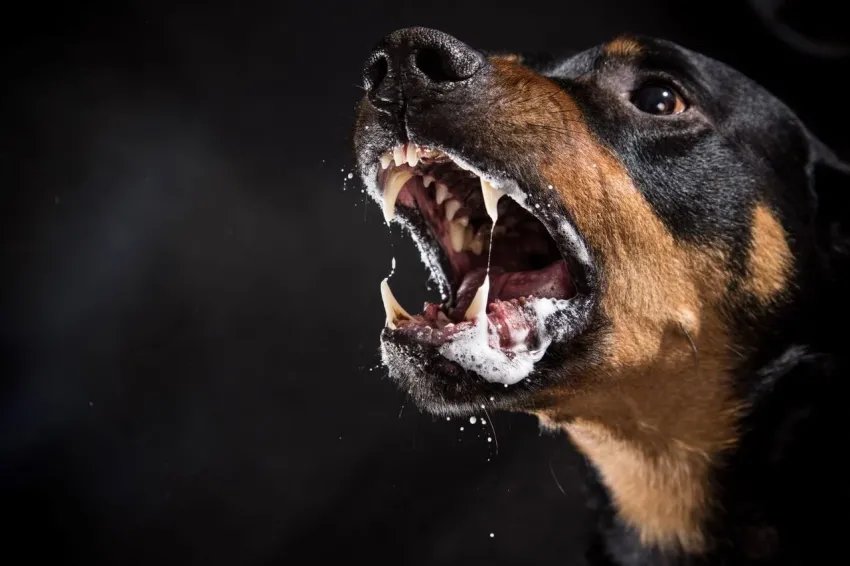Alerta sanitaria en Machagai por un caso confirmado de rabia canina