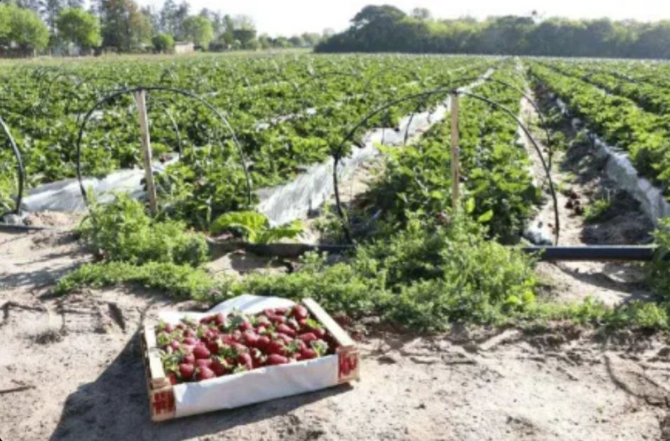 La Municipalidad de Makallé impulsa la producción local de frutillas