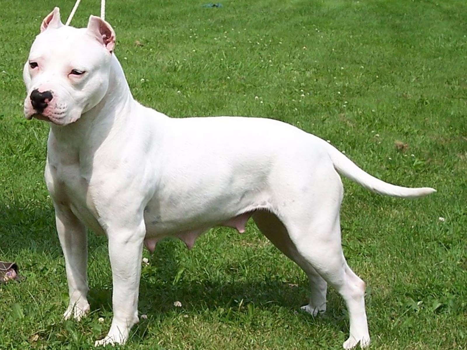 Fontana | Multan con un millón de pesos a dueña de pitbull que mordió a una niña