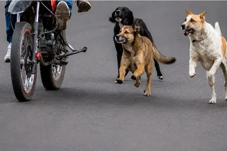 Matrimonio pagará 4,7 millones por ataque de perros en Corrientes