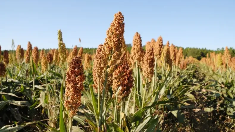 Palomas y cotorras devastan lotes de sorgo en Colonia Elisa, Las Garcitas y Castelli