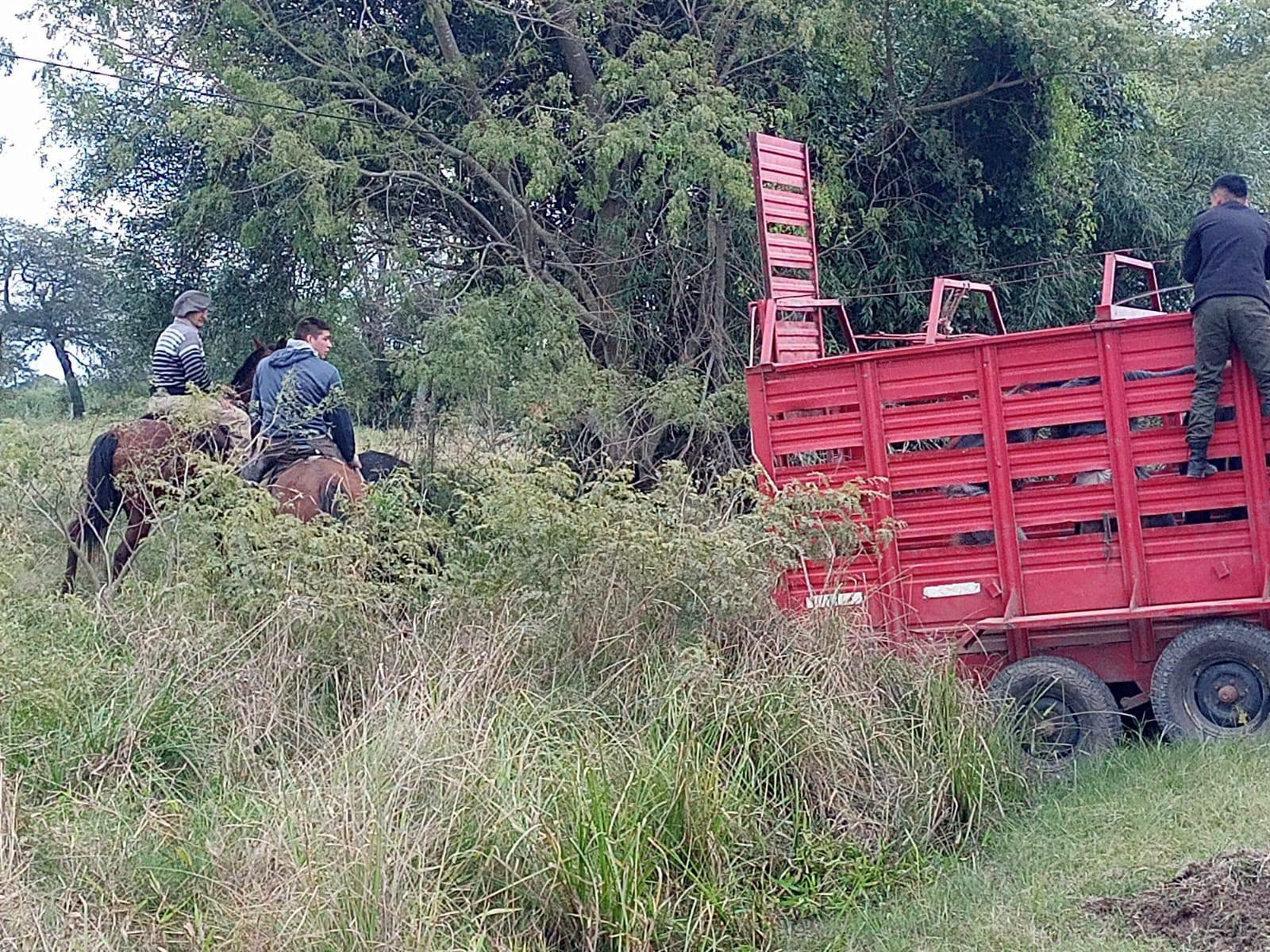 Secuestraron cuatro vacunos sueltos en la planta urbana de Laguna Blanca