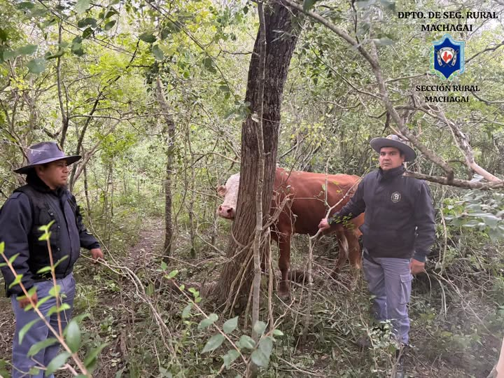 Machagai: Recuperan un toro robado tras un exhaustivo rastrillaje en Colonia Aborigen