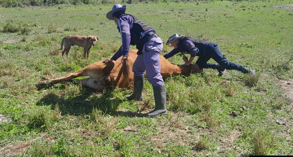 Machagai: la Policía Rural recuperó un vacuno de 350 kilos tras un intenso operativo de rastrillaje
