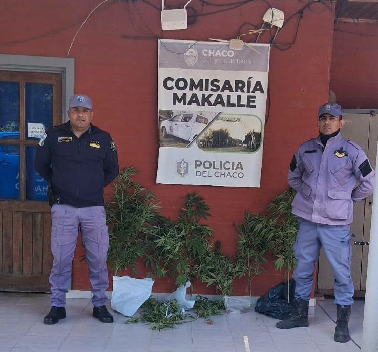 Operativo en Makallé: secuestran nueve plantas de cannabis tras una denuncia anónima