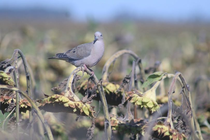 Chaco habilitó la caza de palomas con cupos y restricciones