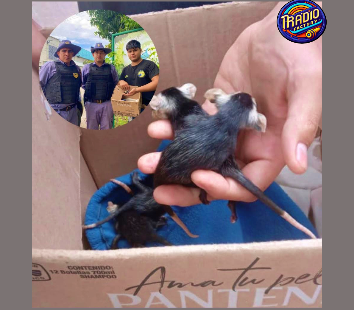 Exitoso rescate de ocho crías de zarigüeya en una vivienda de Makallé
